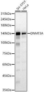 Western blot analysis of various lysates, using Anti-Dnmt3a Antibody (A9895) at 1:600 dilution