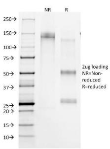 Immunofluorescent analysis of paraformaldehyde fixed Jurkat cells stained with Anti-CD45RA Antibody [158-4D3] followed by Goat Anti-Mouse IgG (CF&#174; 488) (Green). The nuclear counterstain is RedDot.