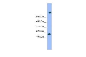 Anti-TMEM42 Rabbit Polyclonal Antibody