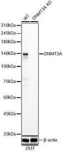 Western blot analysis of extracts from wild type(WT) and DNMT3A knockout (KO) 293T(KO) cells, using Anti-Dnmt3a Antibody (A9895) at 1:600 dilution