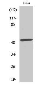 Anti-MEF2A