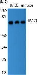 Western blot analysis of various cells using Anti-HSC 70 Antibody