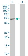 Anti-APOA4 Rabbit Polyclonal Antibody