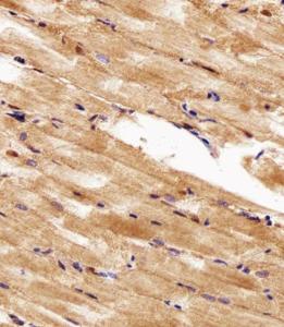 Anti-HSP90AA1.1 Rabbit Polyclonal Antibody