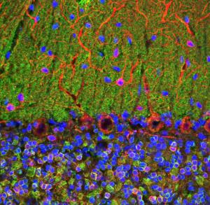 Confocal image of adult rat cerebellum stained with Anti-Visinin Like Protein 1 Antibody (green), Anti-MAP2 Antibody (A85363/red) and DNA (blue)