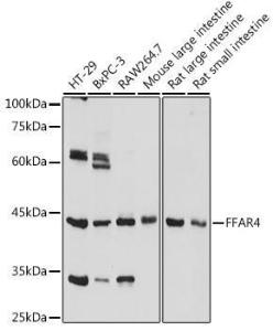 Western blot analysis of extracts of various cell lines, using Anti-GPCR GPR120 Antibody (A306345) at 1:1000 dilution. The secondary Antibody was Goat Anti-Rabbit IgG H&L Antibody (HRP) at 1:10000 dilution. Lysates/proteins were present at 25 µg per lane