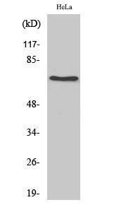 Western blot analysis of HepG2 cells using Anti-HSC 70 Antibody