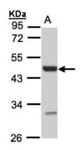 Anti-HIF1A Rabbit Polyclonal Antibody