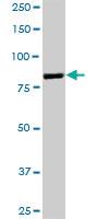 Anti-GSN Mouse Polyclonal Antibody