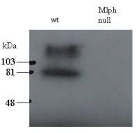 Anti-MLPH antibody