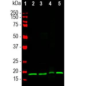 Western blot analysis of different tissue lysates using Anti-Visinin Like Protein 1 Antibody [3A9] (A85346), at a dilution of 1:1000, in green