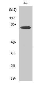 Western blot analysis of various cells using Anti-TACC3 Antibody