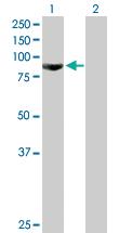 Anti-GSN Mouse Polyclonal Antibody