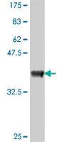 Anti-APOH Mouse Polyclonal Antibody