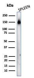 Western blot analysis of human spleen tissue lysate using Anti-CD45RA Antibody [158-4D3]