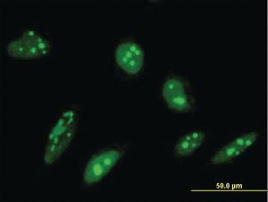 Anti-ORC4 Mouse Monoclonal Antibody [clone: 2A8]