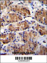 Anti-POLR3GL Rabbit Polyclonal Antibody (PE (Phycoerythrin))