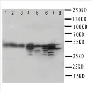 Anti-ATXN3 Rabbit Polyclonal Antibody