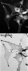 Wild-type C57bl6 derived melanocytes were stained with Anti-MLPH antibody