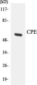 Antibody anti-CPE A98534-100 100 µg