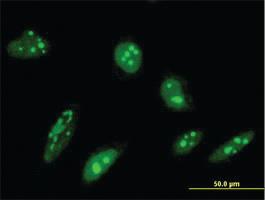 Anti-ORC4 Mouse Monoclonal Antibody [clone: 2A8]