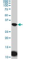 Anti-AQP8 Mouse Monoclonal Antibody [clone: 1A1]