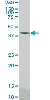 Anti-PBK Mouse Monoclonal Antibody [clone: 3F7]