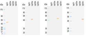 Western blotting to rat immunoglobulins under reducing condition detected by HRP conjugated KT96, KT97, KT98 and KT99