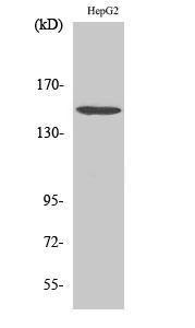 Western blot analysis of various cells using Anti-PLC beta3 Antibody