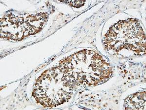 Immunohistochemical analysis of paraffin-embedded human testis using Anti-TACC3 Antibody