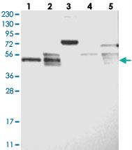 Anti-LACE1 Rabbit Polyclonal Antibody