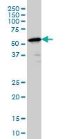 Anti-PTBP2 Mouse Monoclonal Antibody [clone: 2D10-B2]