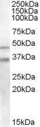 Antibody anti-G µlP1 100 µg