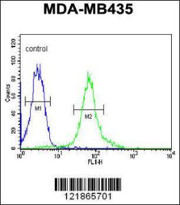 Anti-BACH2 Rabbit Polyclonal Antibody (AP (Alkaline Phosphatase))