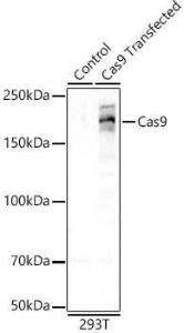 Western blot analysis of 293T, using Anti-CRISPR-Cas9 Antibody [ARC57839] (A309264) at 1:1,000 dilution. The secondary antibody was Goat Anti-Rabbit IgG H&L Antibody (HRP) at 1:10,000 dilution.