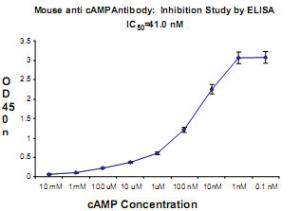 Anti-CAMP Monoclonal Antibody [clone: SPM486]