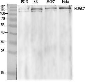 Antibody anti-HDAC7A A96863-100 100 µg