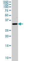 Anti-AQP8 Mouse Monoclonal Antibody [clone: 1A1]