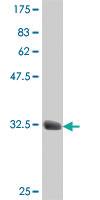 Anti-B3GNT3 Mouse Polyclonal Antibody