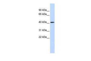 Anti-PARP11 Rabbit Polyclonal Antibody