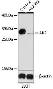 Western blot analysis of extracts from normal (control) and AK2 knockout (KO) 293T cells, using Anti-AK2 Antibody (A9900) at 1:1,000 dilution