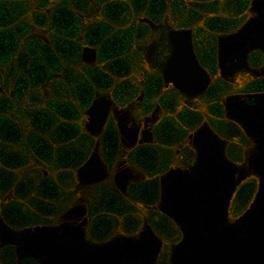 Immunofluorescent analysis of PFA-fixed HeLa cells stained with Anti-UBR2 Antibody [PCRP-UBR2-1D12] followed by Goat Anti-Mouse IgG (CF&#174; 488) (Green). CF&#174; 640A Phalloidin (Red).