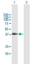 Anti-CD40 Mouse Polyclonal Antibody