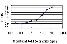 Anti-PBK Mouse Monoclonal Antibody [clone: 3F7]