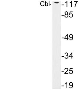 Western blot analysis of lysates from HeLa cells using Anti-Cbl Antibody