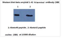 Anti-APP Mouse monoclonal antibody unconjugated [clone: 12K250]