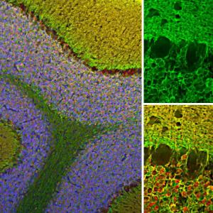 Immunofluorescent analysis of rat cerebellum section stained with Anti-Visinin Like Protein 1 Antibody (A85347), at a dilution of 1:2,000, in green, and co-stained with Anti-Calretinin Antibody (A85366), at a dilution of 1:2,000 in red