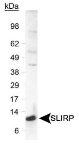 Anti-SLIRP Rabbit Polyclonal Antibody