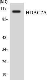 Western blot analysis of the lysates from HepG2 cells using Anti-HDAC7A Antibody