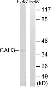 Anti-Carbonic Anhydrase III Rabbit Polyclonal Antibody